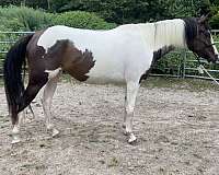 paint-horse-for-sale