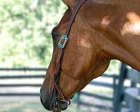 dun-none-pony