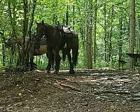 gelding-quarter-pony