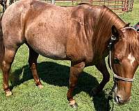 15-hand-quarter-horse-mare