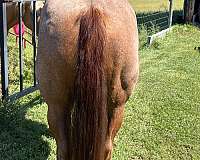 red-roan-mare-for-sale