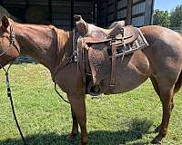 red-roan-quarter-horse-mare