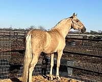 dressage-andalusian-palomino-horse
