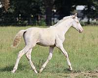 double-dilute-andalusian-palomino-horse