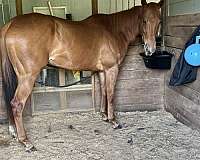 right-hind-sock-horse