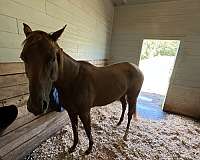 chestnut-right-hind-sock-horse