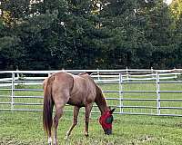 all-around-thoroughbred-horse