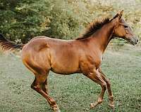 athletic-quarter-horse