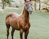 tickets-quarter-horse