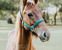 victory-quarter-horse