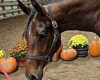 english-pleasure-paint-horse