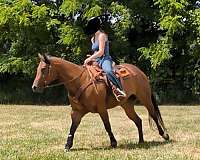 athletic-paint-horse