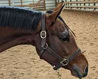all-around-paint-horse