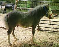 right-legs-stockings-horse