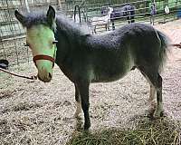 black-overo-right-legs-stockings-horse