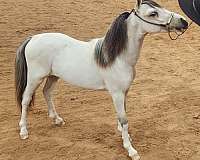 both-front-stockings-horse