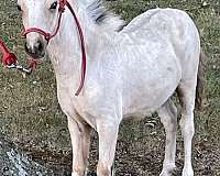 both-rear-white-legs-horse