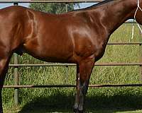 trail-quarter-horse