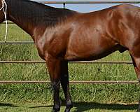 ranch-quarter-horse