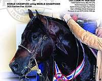 rope-quarter-horse
