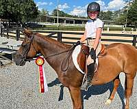 quarter-horse-mare