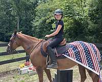 grand-champion-quarter-pony