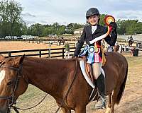 hunters-quarter-pony