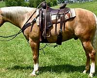 bridle-less-horse-quarter