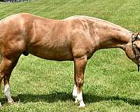 bridle-less-horse-gelding