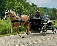 blaze-4-whites-horse
