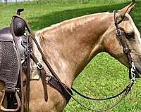palomino-blaze-4-whites-horse
