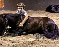 western-pony-miniature