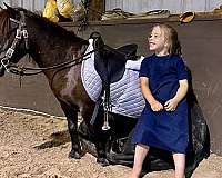 traine-miniature-pony
