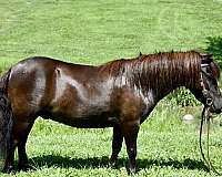 english-pony-gelding
