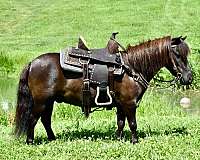 black-traine-pony