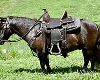 miniature-pony