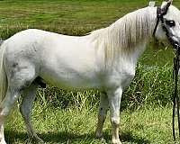 white-miniature-pony-gelding