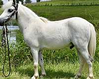 white-miniature-pony