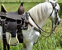 unicorn-miniature-pony