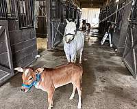 trick-trained-miniature-pony