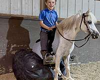 any-event-miniature-pony