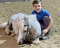 approved-miniature-pony