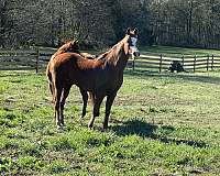 arabian-horse-for-sale