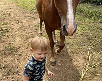 gelding