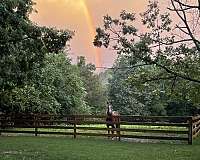 companion-arabian-horse