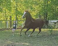 halter-arabian-horse