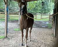 arabian-horse