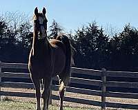 hunter-arabian-horse