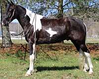 black-tobiano-spotted-spotted-saddle-gelding