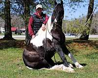 black-tobiano-cross-horse